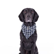 Chequered Dog Bandana